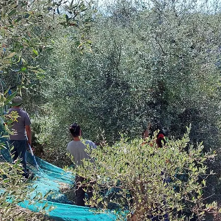 Apartment Miralunga Gialla